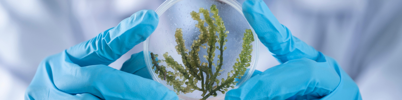 biología,adn,gblocks,secuenciación