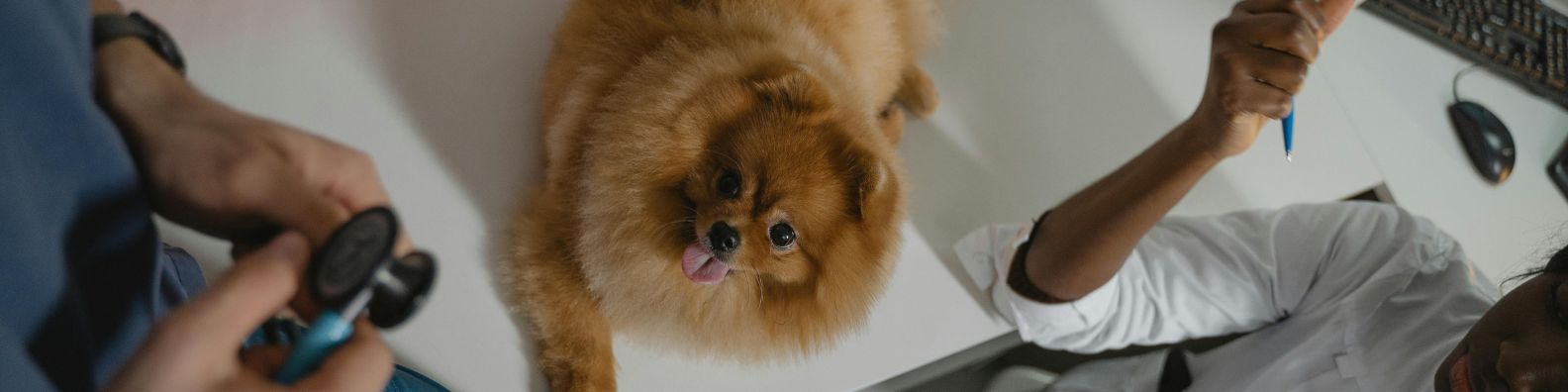 Dia, MedicoVeterinario, Zootecnista, SaludAnimal, Laboratorios, Ciencia, Cienciasdelavida, Equiposdelaboratorio, Química